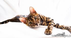 braun rosetted Bengal